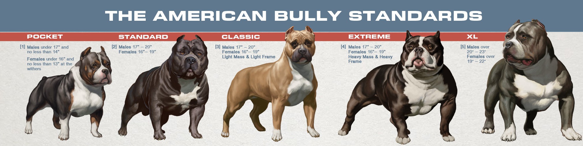 American Bully Size Chart